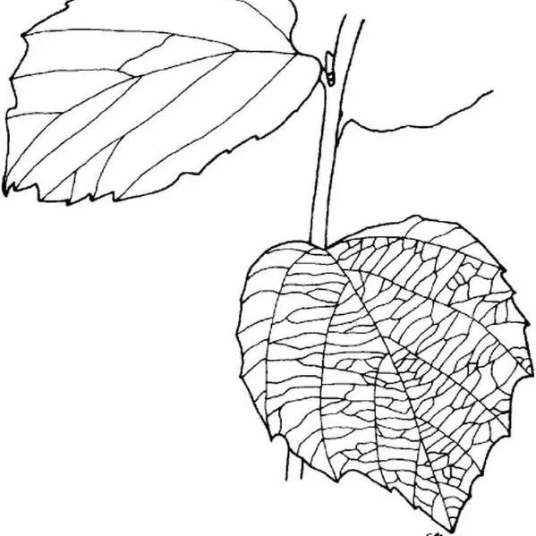 thumbnail for publication: Fothergilla gardenii Dwarf Fothergilla